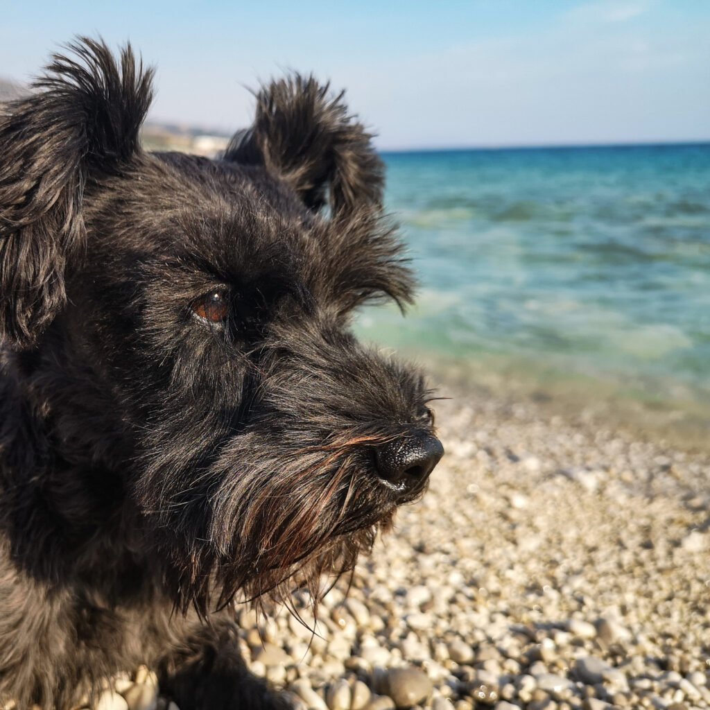 mini schnauzer